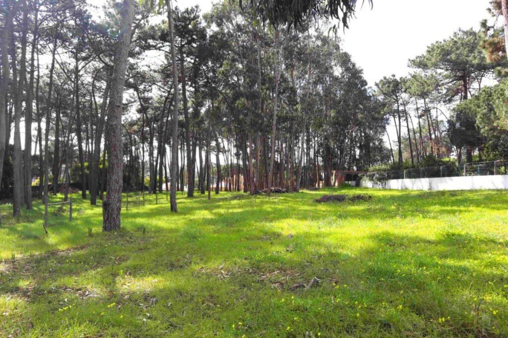 Terreno rústico com pinheiros bravos e eucaliptos, totalmente vedado – Mucifal – Colares – Sintra